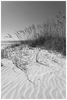 Grasses and white sand ripples on beach, Fort De Soto Park. Florida, USA (black and white)