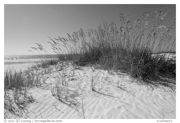 White sand beach with grasses, Fort De Soto Park. Florida, USA