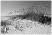 White sand beach with grasses, Fort De Soto Park. Florida, USA (black and white)