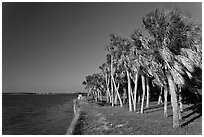 Dense grove of Palm trees, Fort De Soto Park. Florida, USA (black and white)