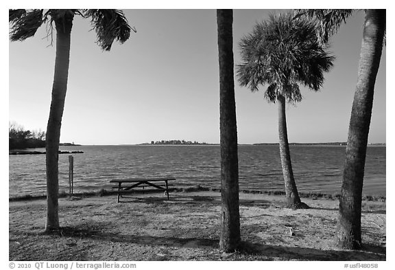 Palm trees,  Fort De Soto Park. Florida, USA (black and white)