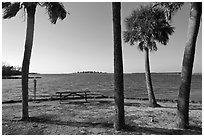 Palm trees,  Fort De Soto Park. Florida, USA (black and white)