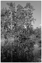 Cypress reflected in channel along Tamiami Trail, Big Cypress National Preserve. Florida, USA ( black and white)