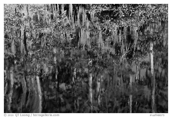 Bald Cypress and Spanish moss reflections, Big Cypress National Preserve. Florida, USA