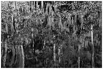 Bald Cypress and Spanish moss reflections, Big Cypress National Preserve. Florida, USA (black and white)