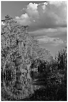 Bald Cypress and afternoon clouds, Big Cypress National Preserve. Florida, USA (black and white)