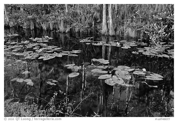 Aquatic plants and reflections, Big Cypress National Preserve. Florida, USA