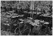 Aquatic plants and reflections, Big Cypress National Preserve. Florida, USA (black and white)