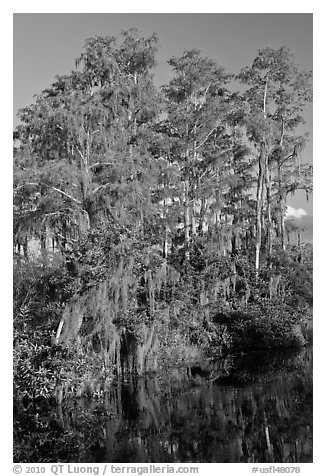 Bald Cypress with Spanish Moss near Tamiami Trail, Big Cypress National Preserve. Florida, USA (black and white)