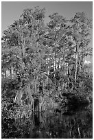 Bald Cypress with Spanish Moss near Tamiami Trail, Big Cypress National Preserve. Florida, USA (black and white)