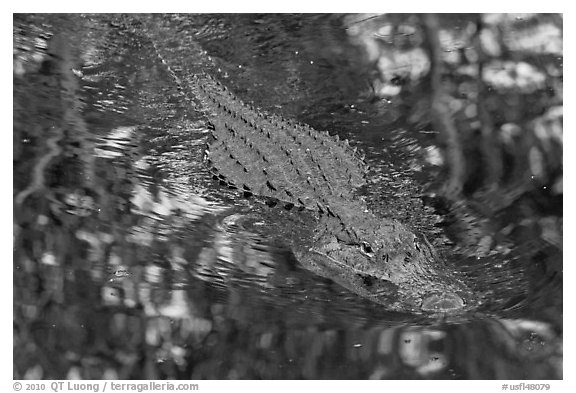 Alligator swimming in pond, Big Cypress National Preserve. Florida, USA