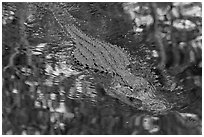 Alligator swimming in pond, Big Cypress National Preserve. Florida, USA (black and white)