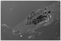 Alligator head, Big Cypress National Preserve. Florida, USA ( black and white)