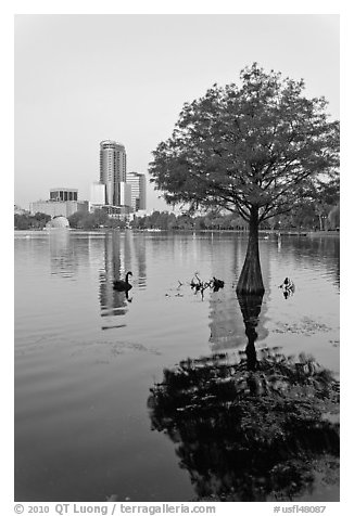 Bald Cypress tree in Lake Eola and high rise buildings. Orlando, Florida, USA (black and white)