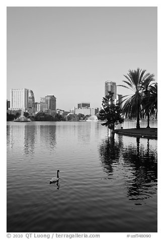 Swan, palm trees, and skyline, lake Eola. Orlando, Florida, USA