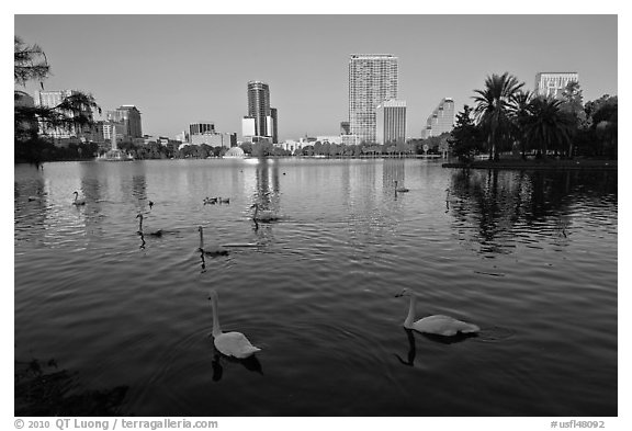 Swans and skyline, lake Eola. Orlando, Florida, USA