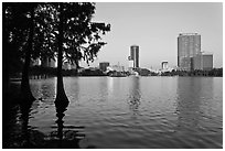 Bald Cypress and skyline, Lake Eola. Orlando, Florida, USA ( black and white)