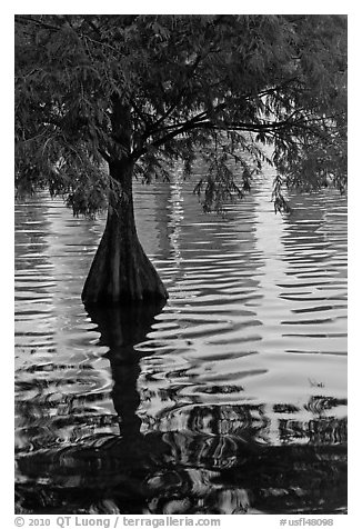 Bald Cypress and reflections, Lake Eola. Orlando, Florida, USA (black and white)