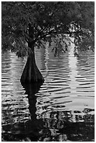 Bald Cypress and reflections, Lake Eola. Orlando, Florida, USA (black and white)