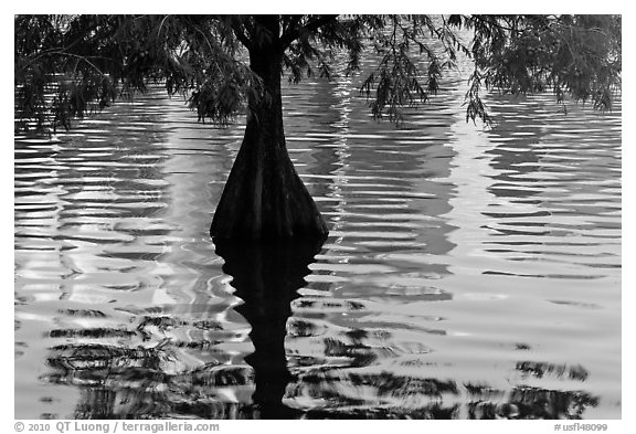 Cypress, reflections, and ripples, Lake Eola. Orlando, Florida, USA