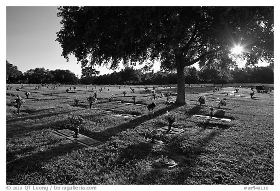 Sun shining trough tree, Cemetery. Orlando, Florida, USA (black and white)