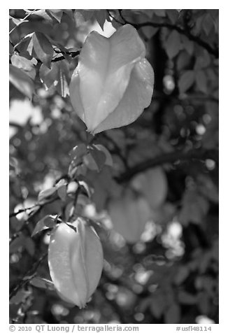 Starfruits on Averrhoa carambola tree. Orlando, Florida, USA (black and white)