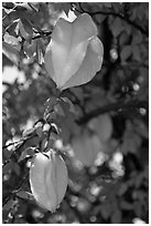 Starfruits on Averrhoa carambola tree. Orlando, Florida, USA (black and white)