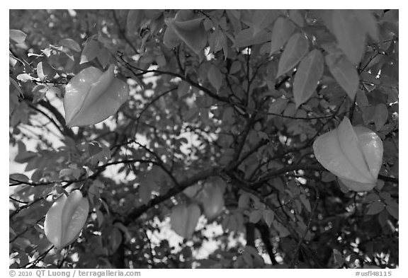 Carambola Fruit. Orlando, Florida, USA (black and white)