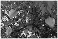Carambola Fruit. Orlando, Florida, USA (black and white)