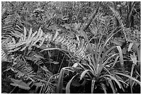 Subtropical swamp vegetation, Tamiami Trail. Florida, USA (black and white)