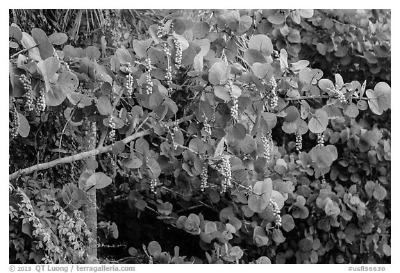 Seagrape (Coccoloba uvifera), Sanibel Island. Florida, USA