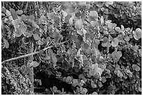 Seagrape (Coccoloba uvifera), Sanibel Island. Florida, USA (black and white)