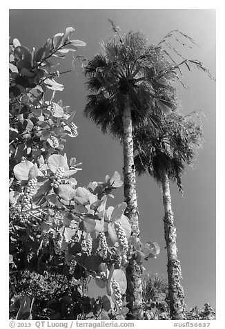 Seagrape and palm trees, Sanibel Island. Florida, USA (black and white)