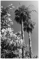 Seagrape and palm trees, Sanibel Island. Florida, USA (black and white)