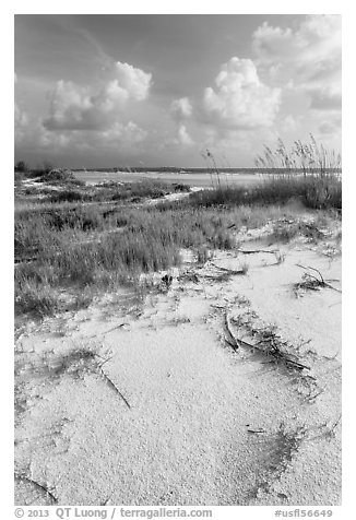 White sand, vegetation, Fort De Soto beach. Florida, USA