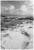 White sand, vegetation, Fort De Soto beach. Florida, USA (black and white)