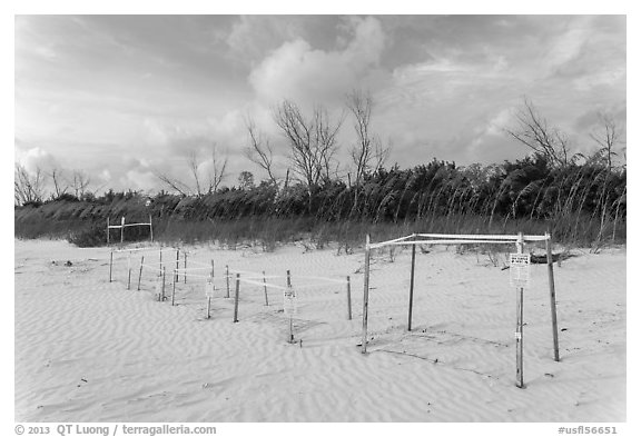 Sea turtle nestling area, Fort De Soto beach. Florida, USA (black and white)