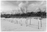 Sea turtle nestling area, Fort De Soto beach. Florida, USA ( black and white)