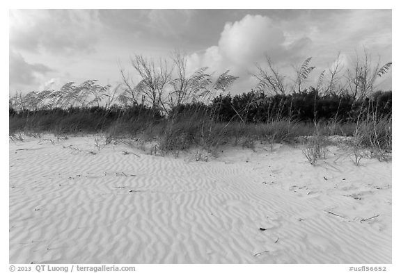 Rippled white sand and grasses, Fort De Soto beach. Florida, USA (black and white)
