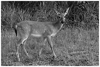 Key deer (Odocoileus virginianus clavium), Big Pine Key. The Keys, Florida, USA (black and white)