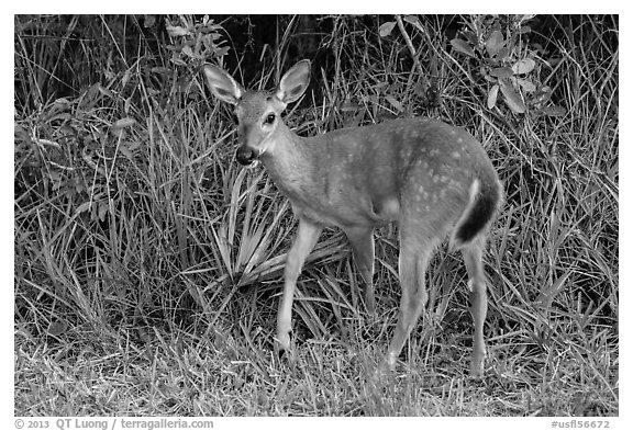 Endangered Key deer, Big Pine Key. The Keys, Florida, USA (black and white)
