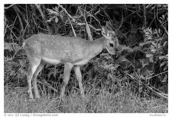 Key deer grazing at forest edge, Big Pine Key. The Keys, Florida, USA (black and white)