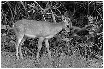 Key deer grazing at forest edge, Big Pine Key. The Keys, Florida, USA ( black and white)