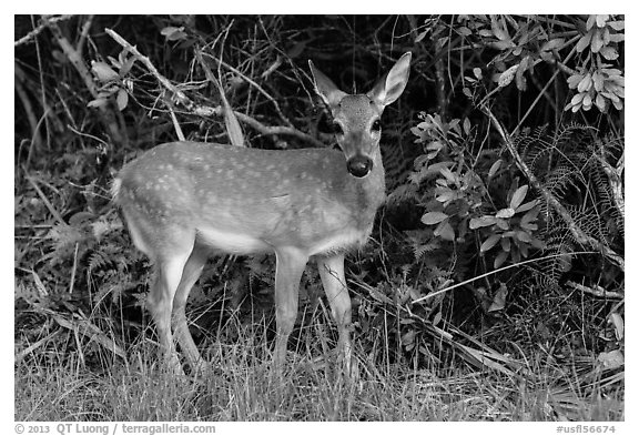 Endemic diminutive Key deer, Big Pine Key. The Keys, Florida, USA (black and white)