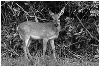 Endemic diminutive Key deer, Big Pine Key. The Keys, Florida, USA ( black and white)