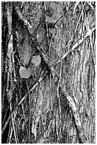 Strangler fig on tree trunk. Corkscrew Swamp, Florida, USA (black and white)