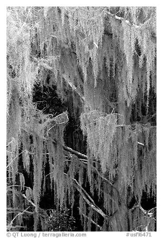 Spanish moss, Okefenokee Swamp. Georgia, USA