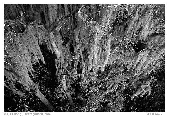 Spanish moss, Okefenokee Swamp. Georgia, USA