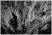 Spanish moss, Okefenokee Swamp. Georgia, USA (black and white)