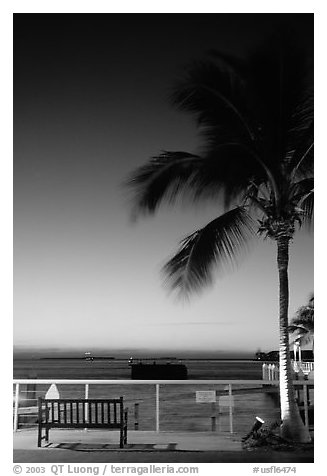 Bench and palm tree and sunset. Key West, Florida, USA